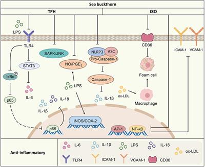 Research progress of sea buckthorn (Hippophae rhamnoides L.) in prevention and treatment of cardiovascular disease